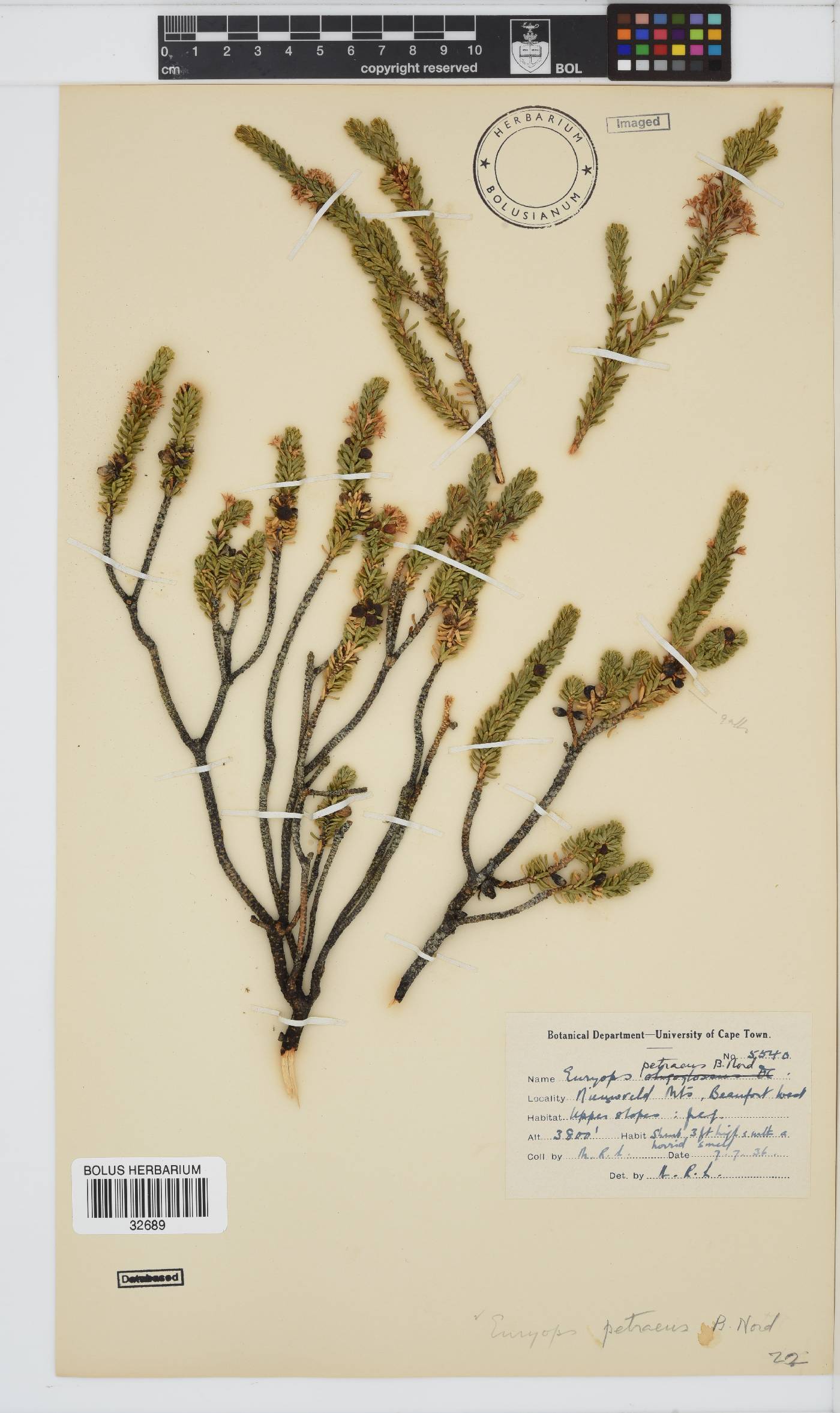 Euryops petraeus image