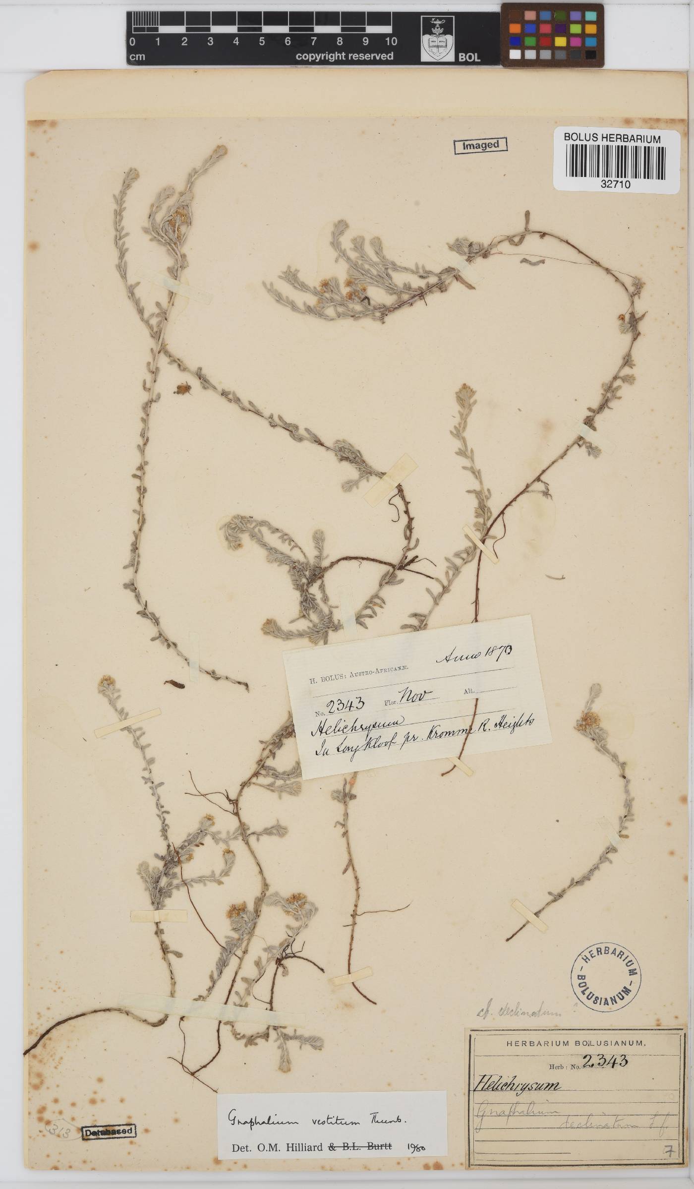 Gnaphalium image