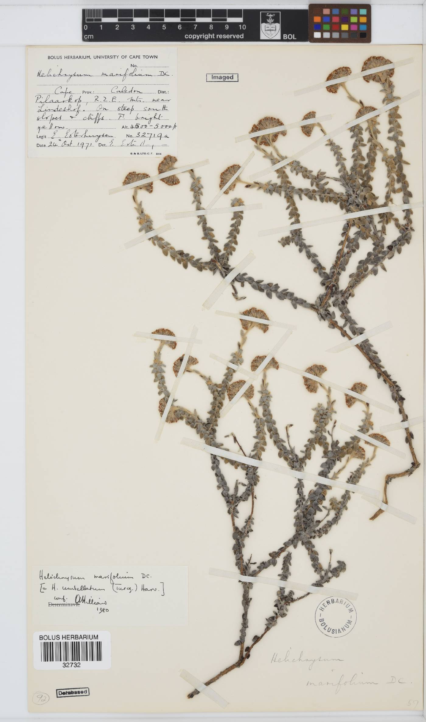 Helichrysum marifolium image