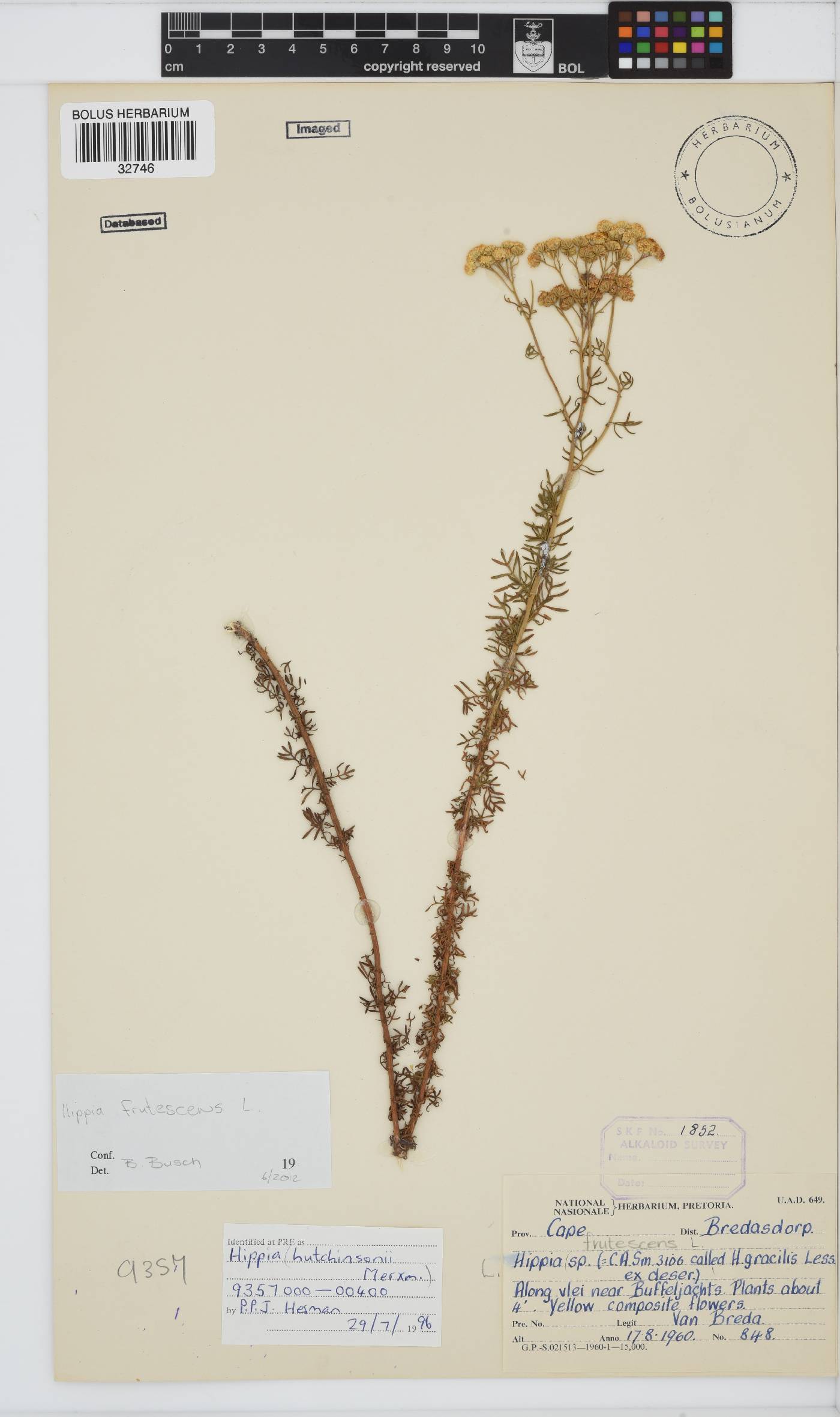 Hippia image