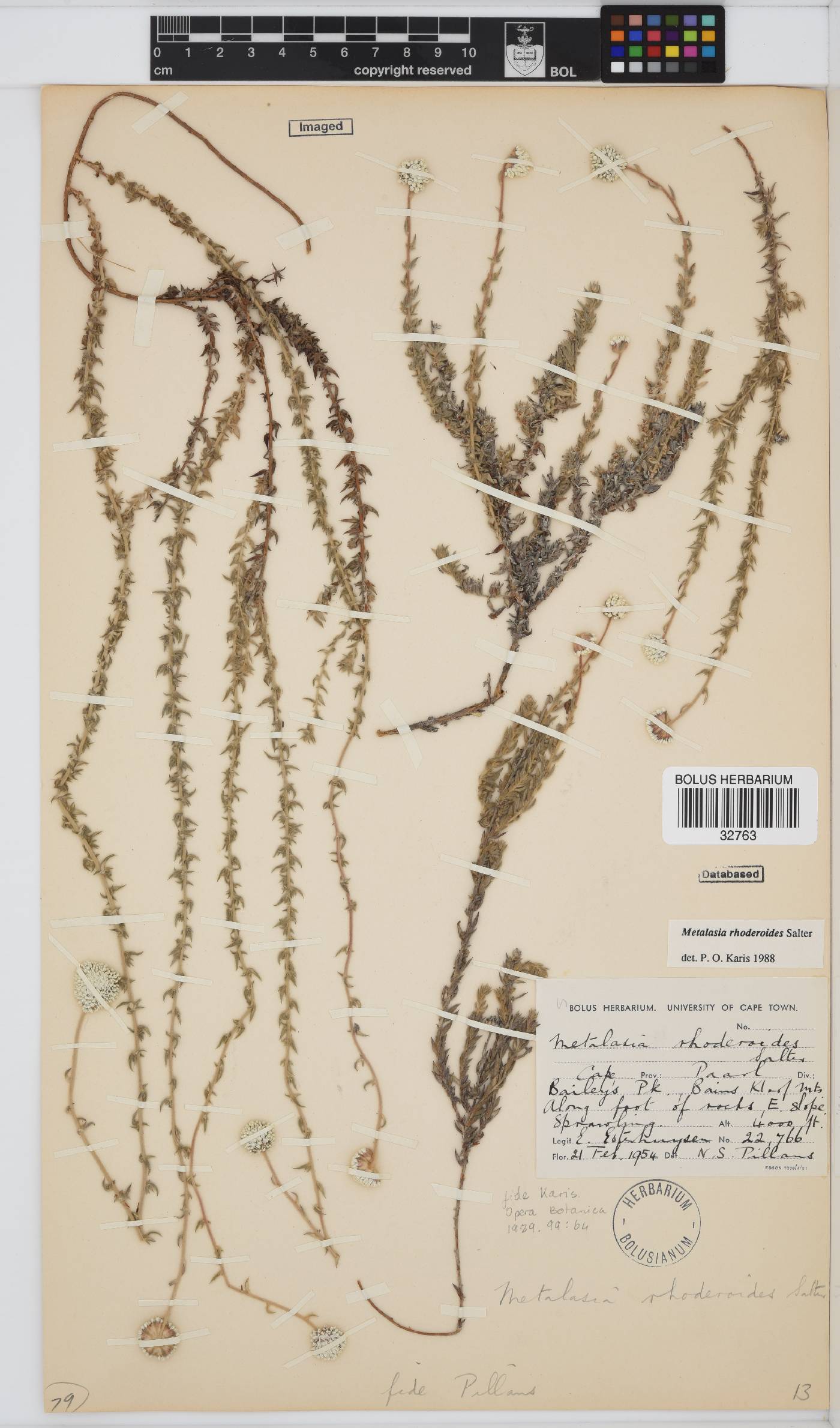 Metalasia rhoderoides image