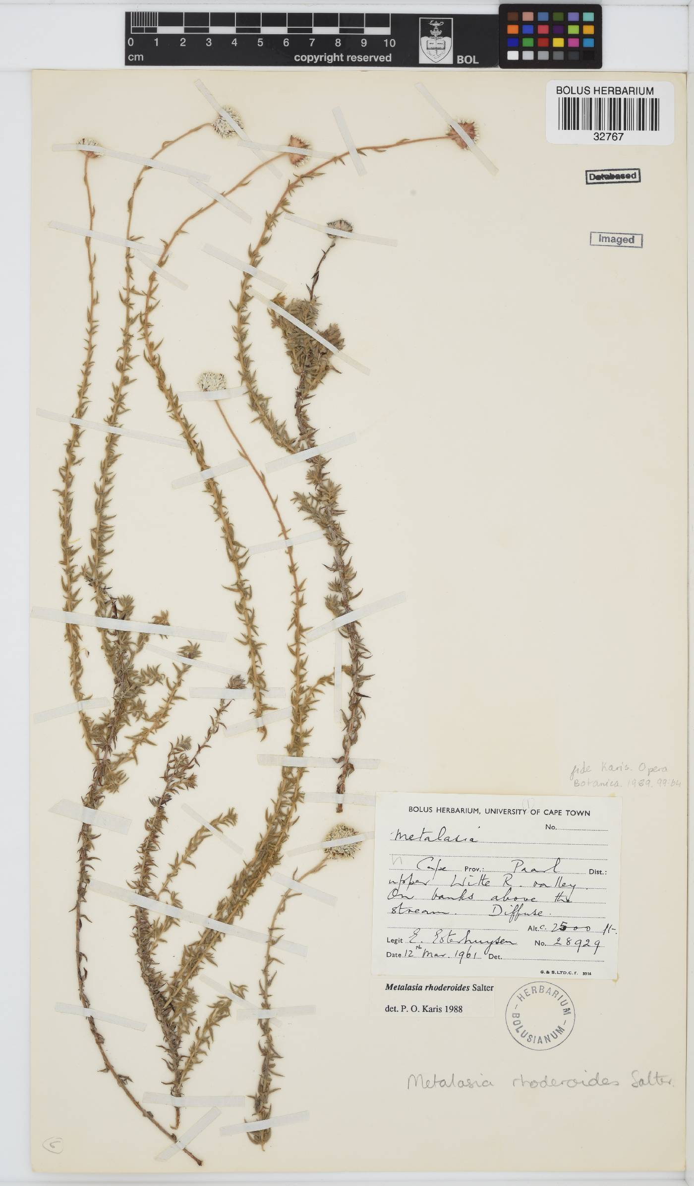 Metalasia rhoderoides image