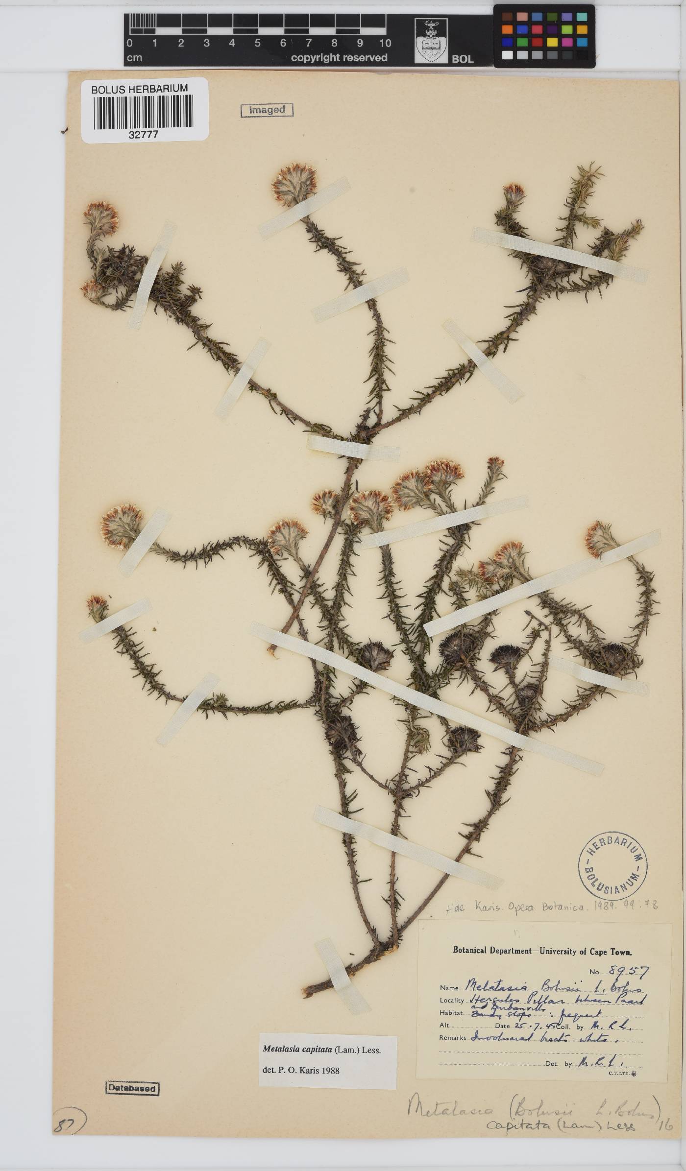 Metalasia capitata image