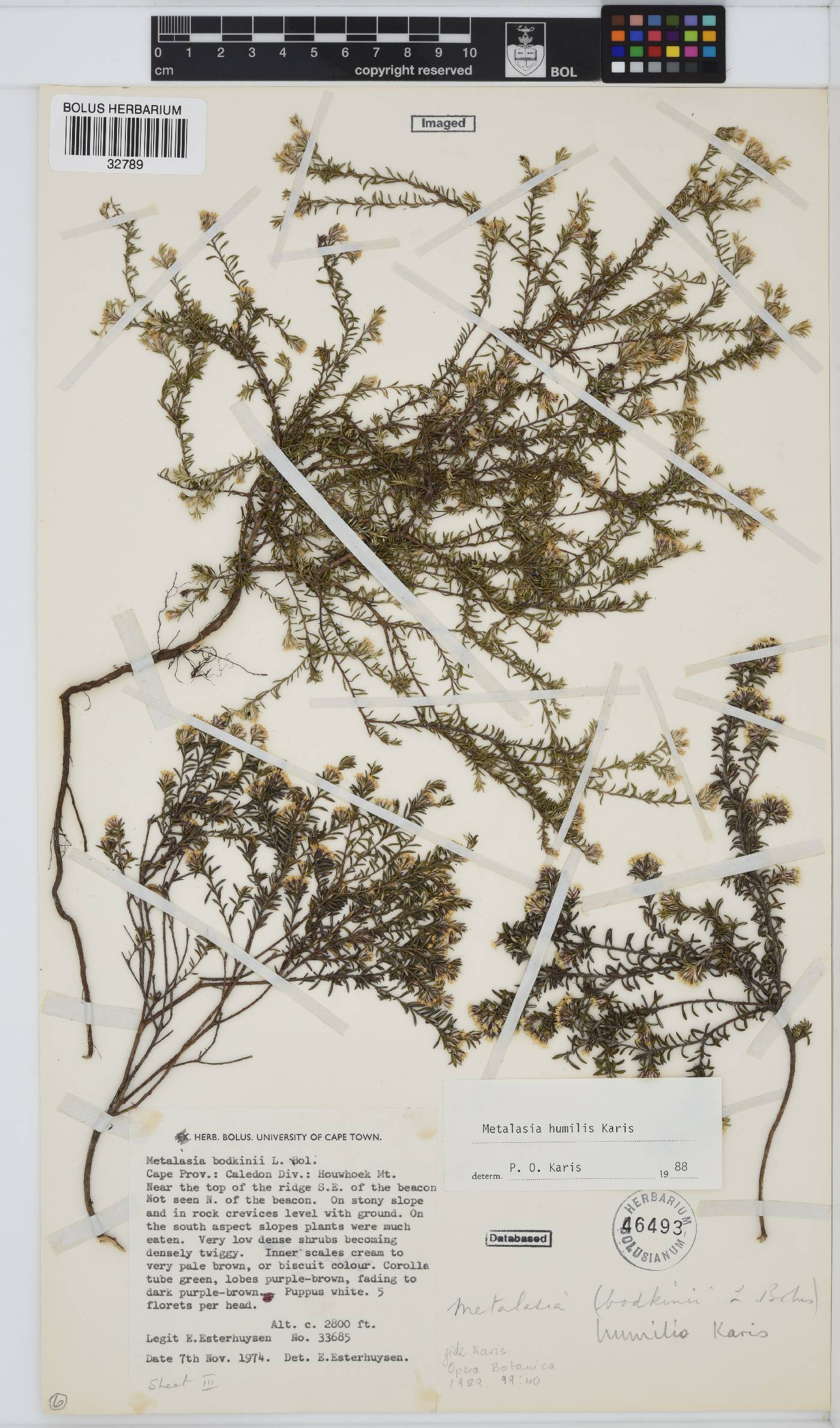 Metalasia humilis image