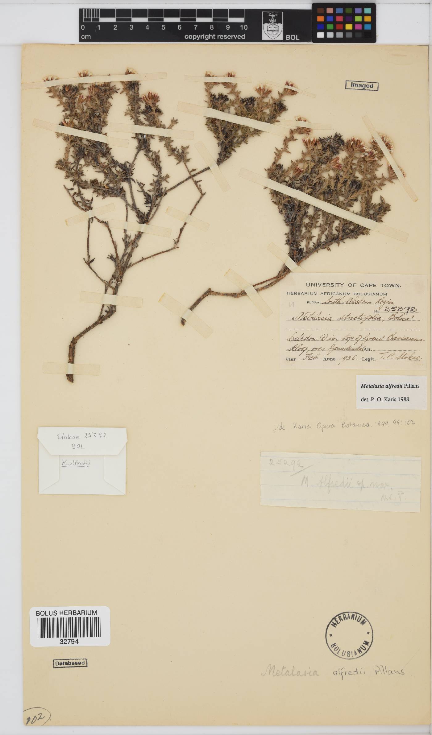 Metalasia alfredii image