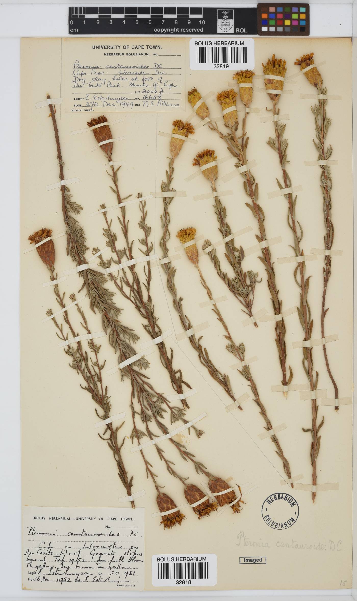 Pteronia centauroides image