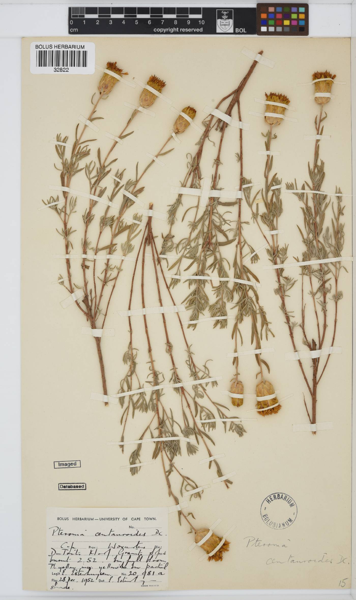 Pteronia centauroides image