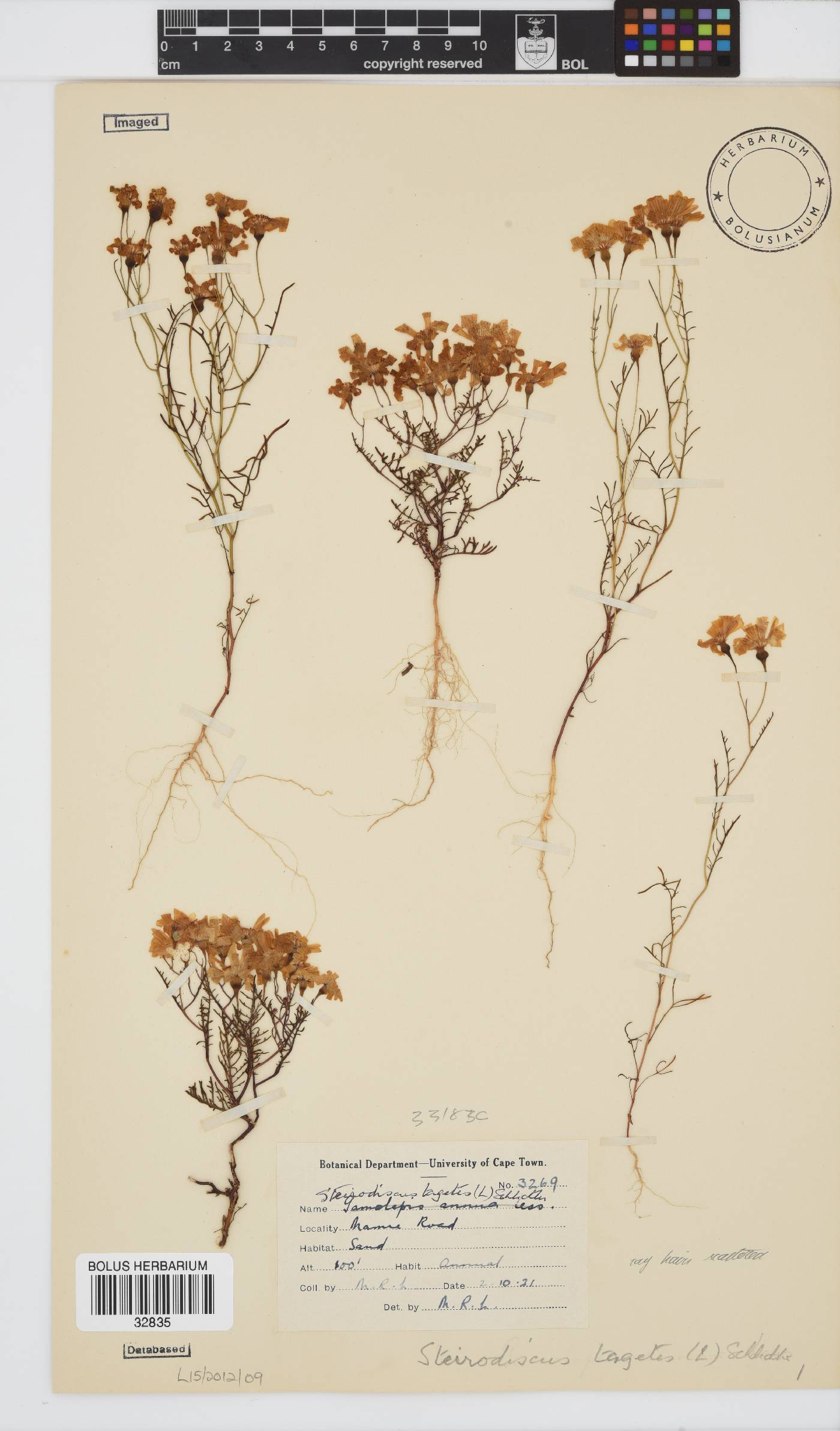 Steirodiscus tagetes image