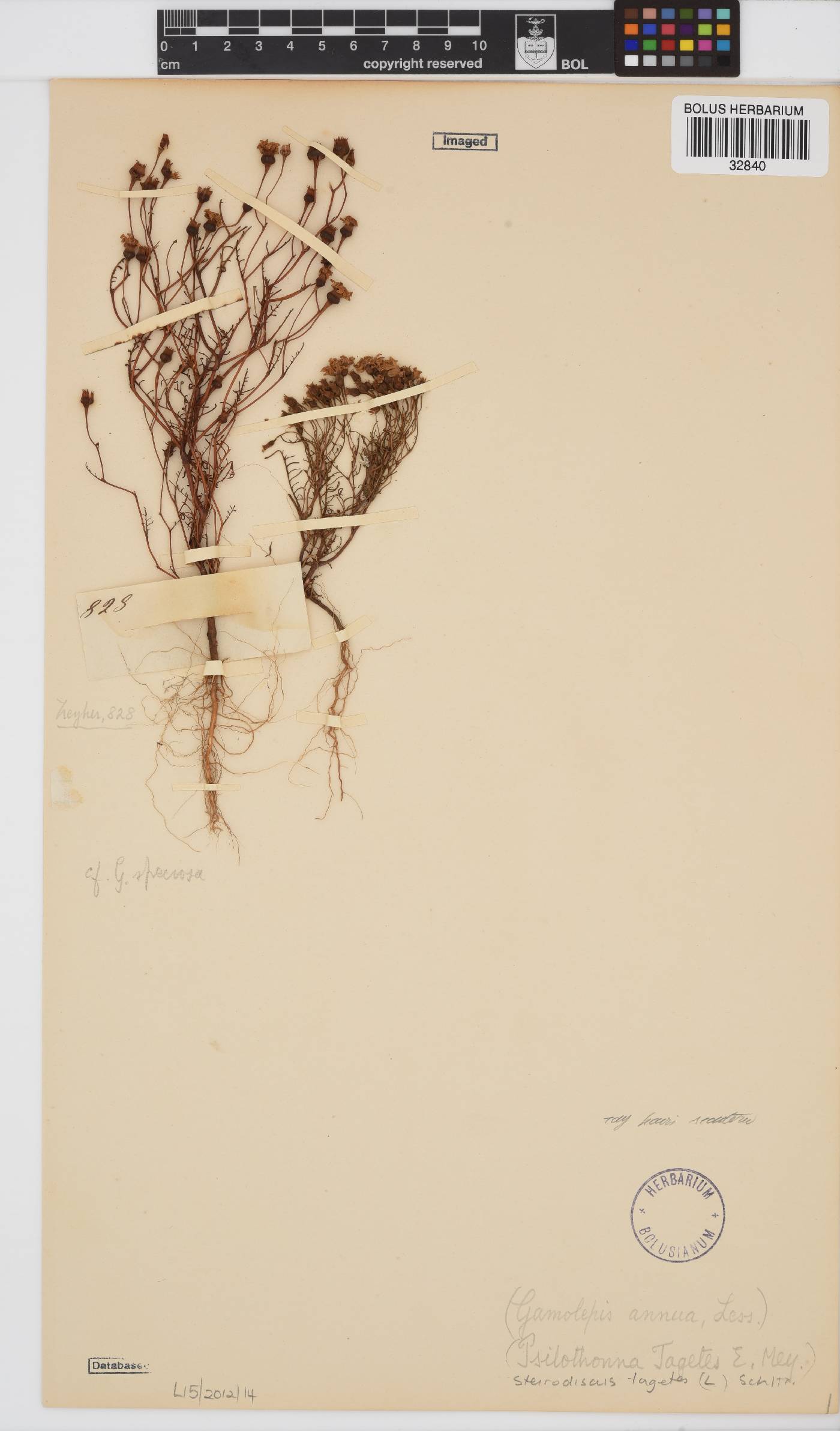 Steirodiscus tagetes image