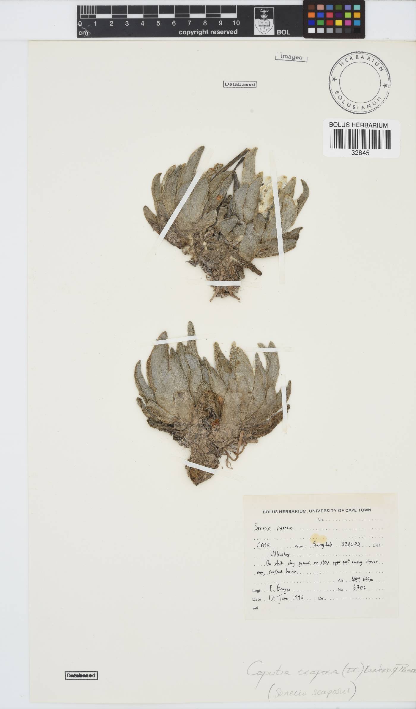 Caputia scaposa image