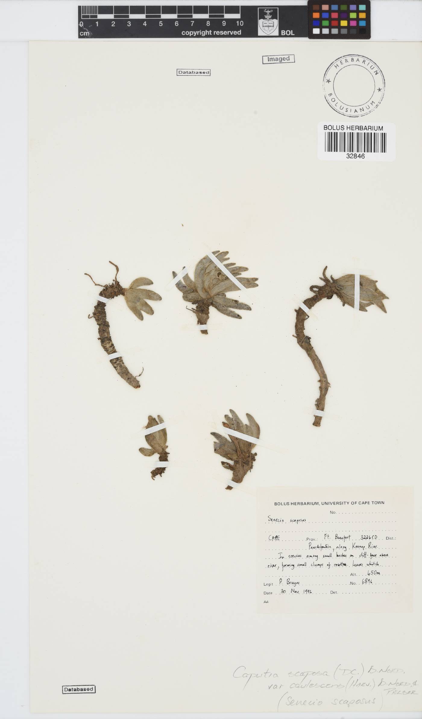 Caputia scaposa image