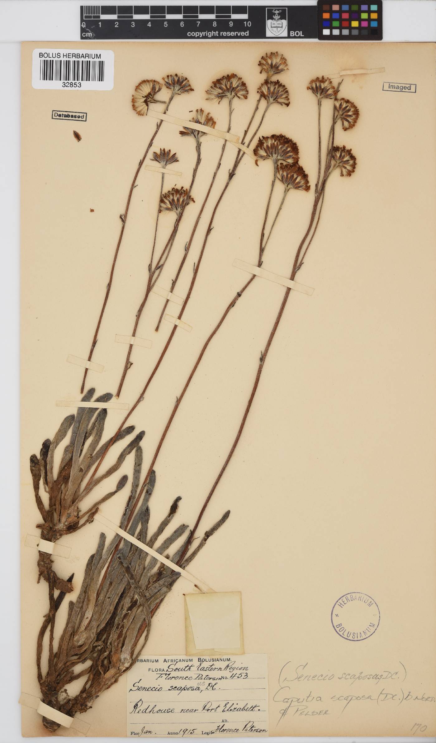 Caputia scaposa image