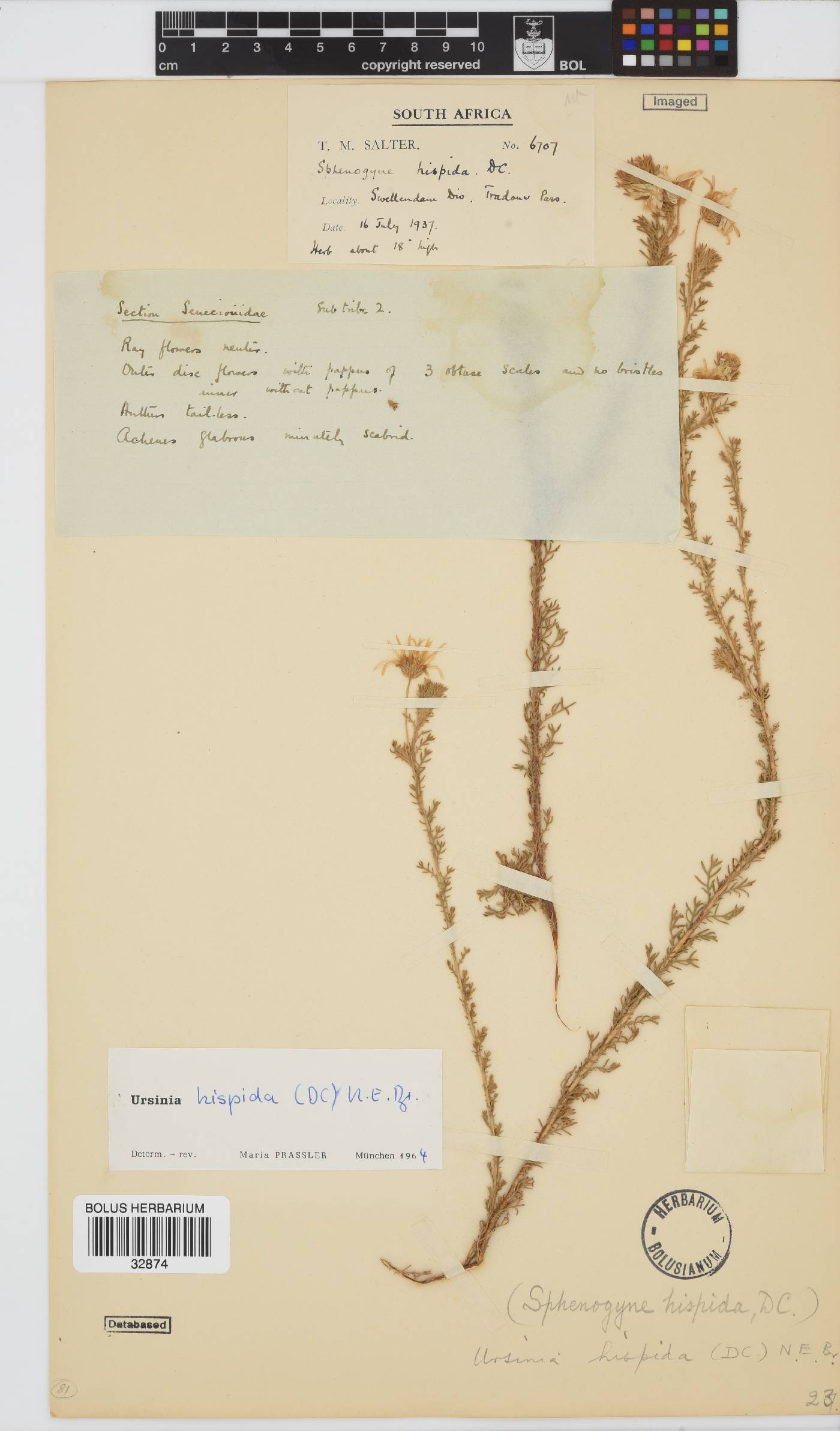 Ursinia hispida image