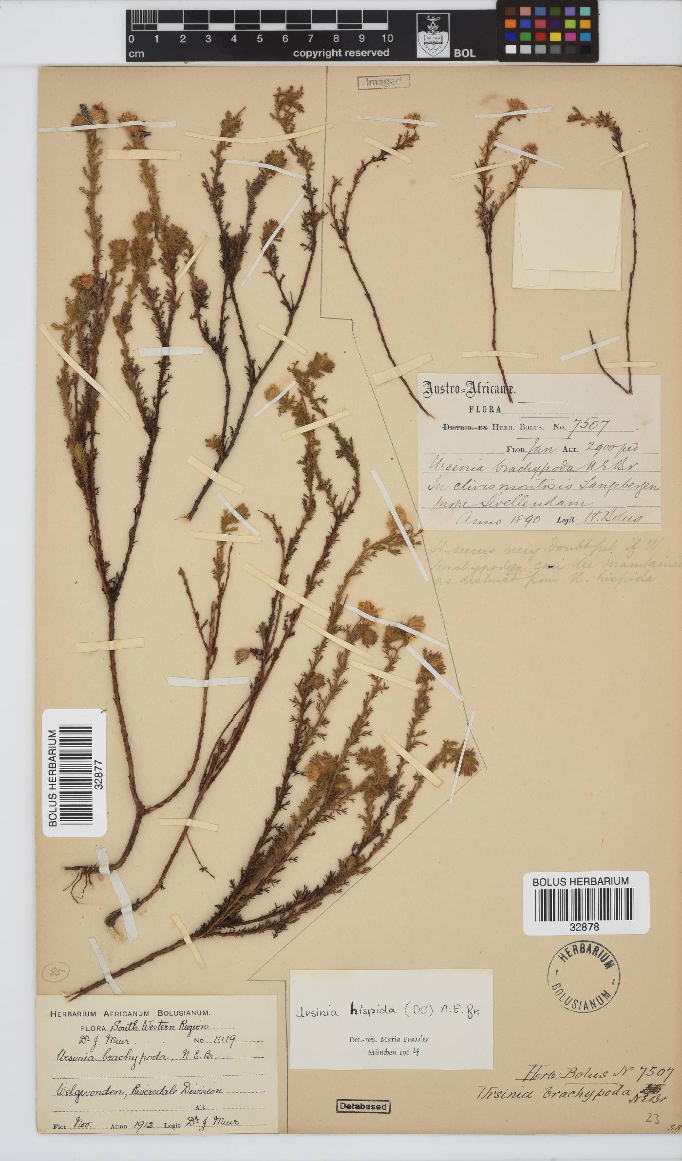 Ursinia hispida image