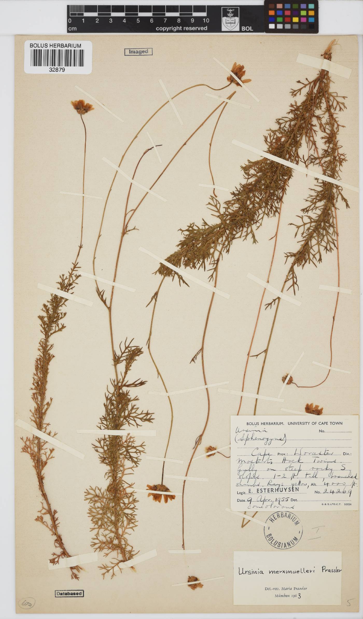 Ursinia merxmuelleri image
