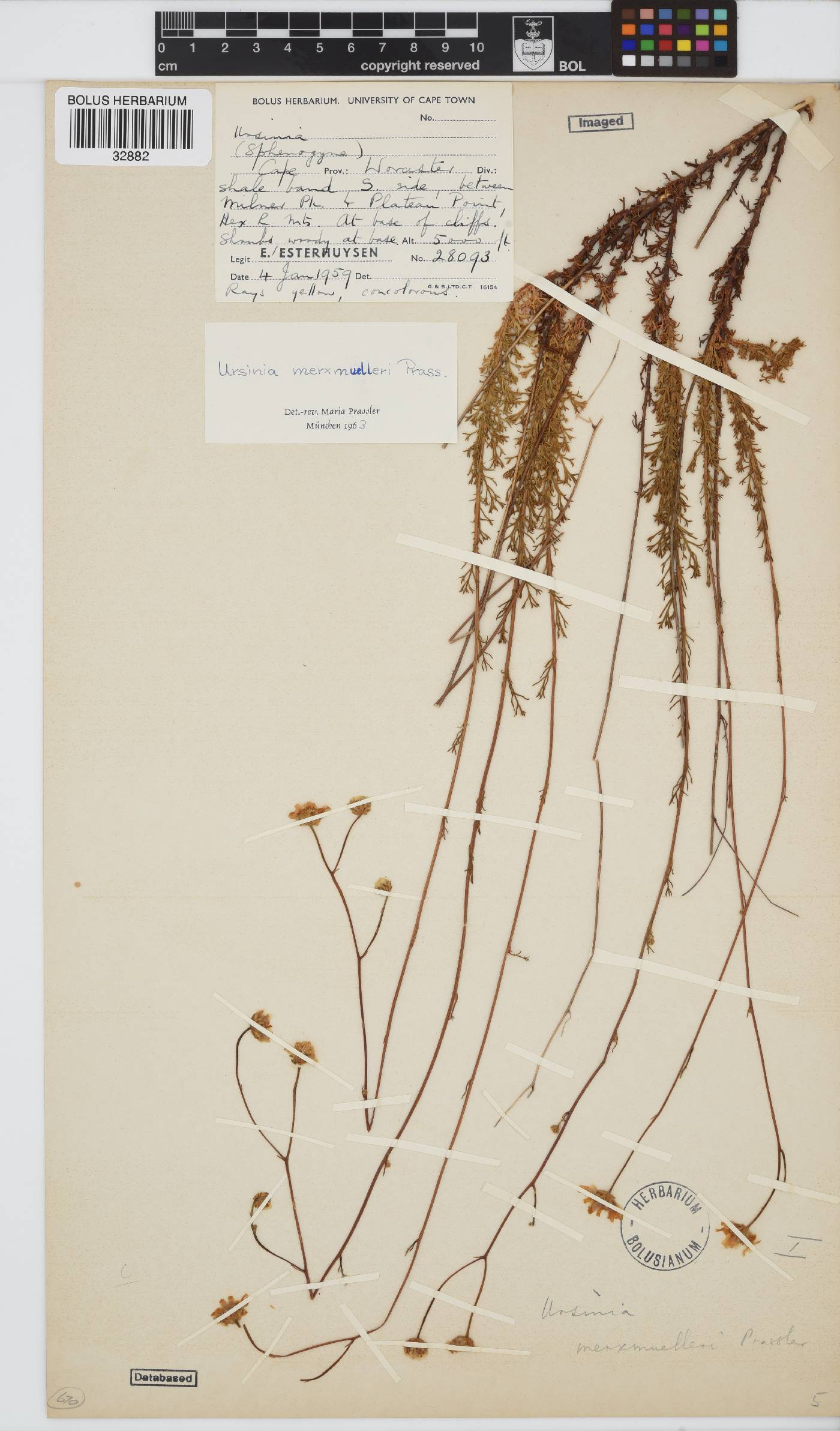 Ursinia merxmuelleri image