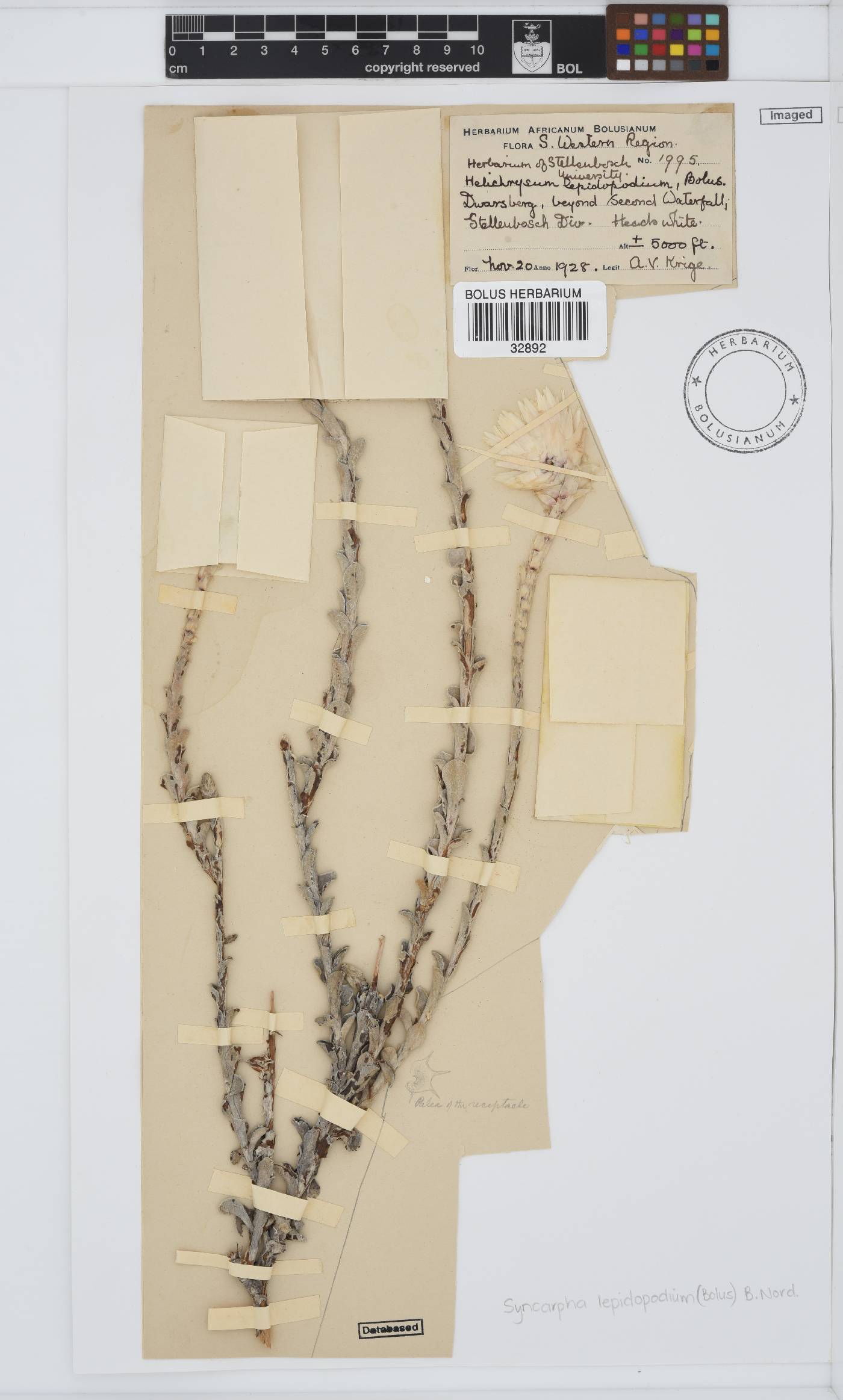 Syncarpha lepidopodium image