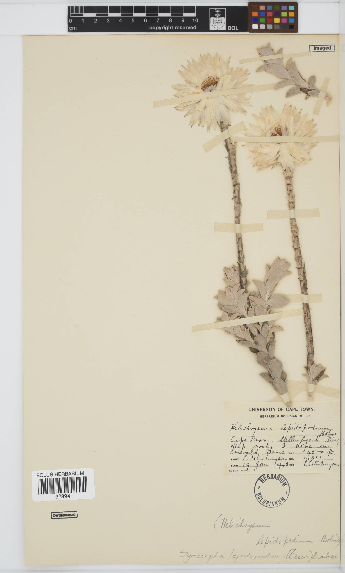 Syncarpha lepidopodium image