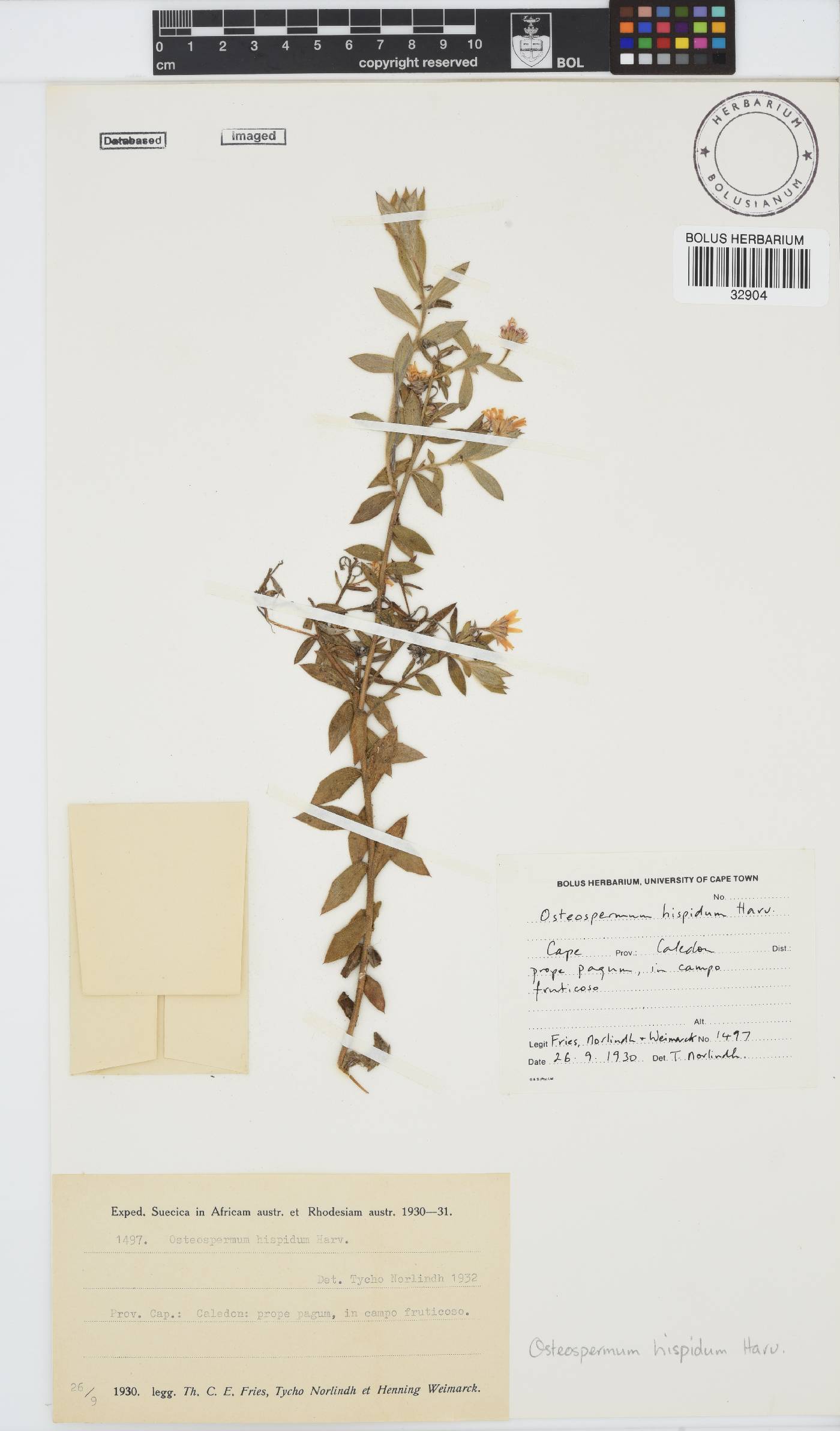 Osteospermum hispidum image