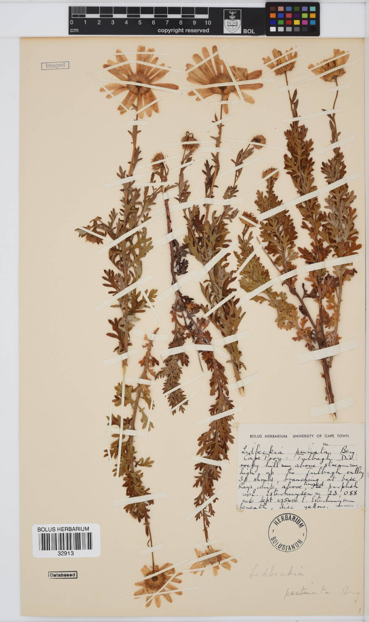 Lidbeckia pectinata image
