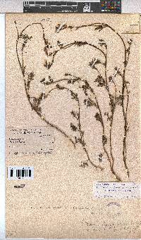 Hermannia procumbens image
