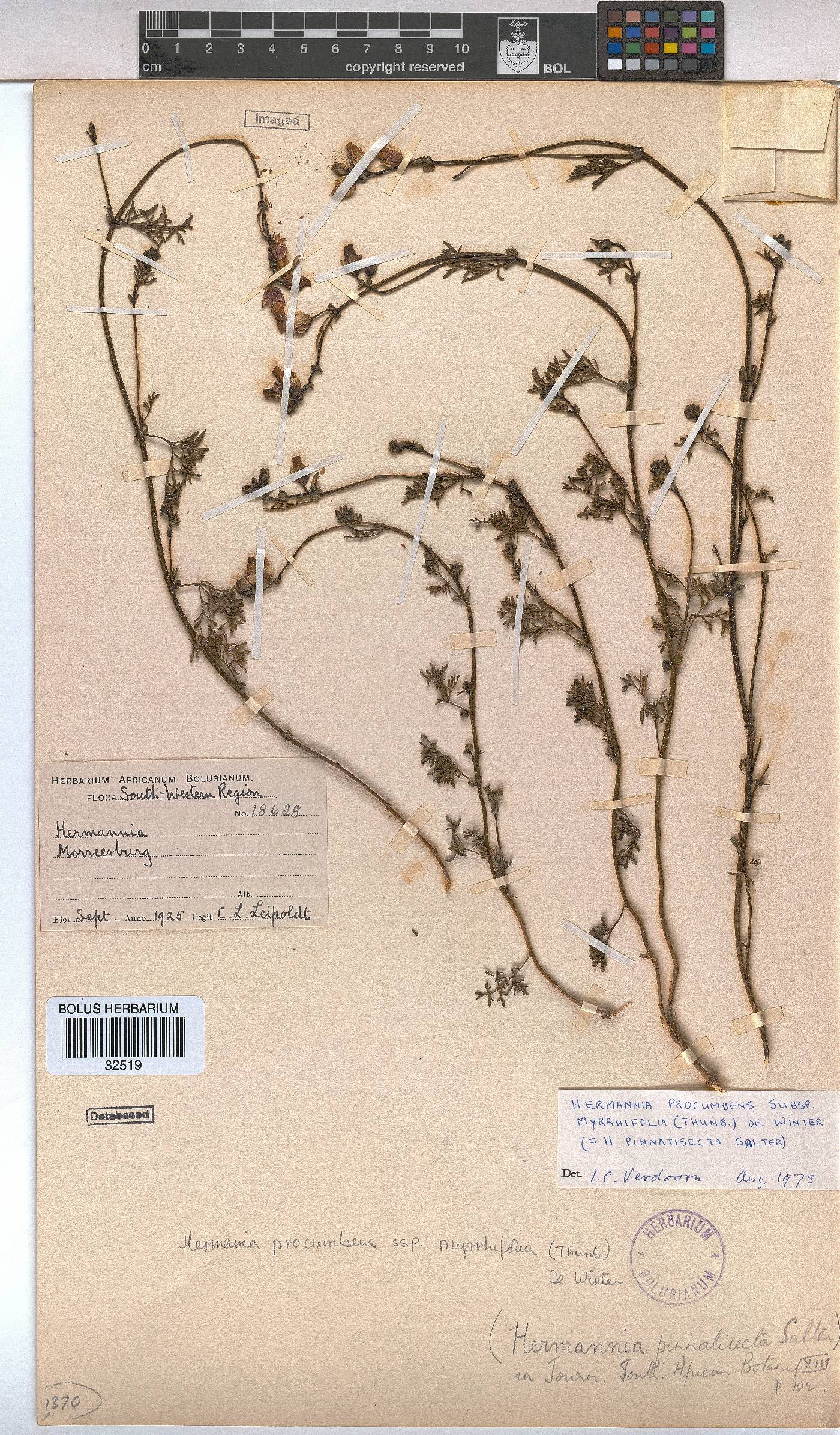 Hermannia procumbens subsp. myrrhifolia image