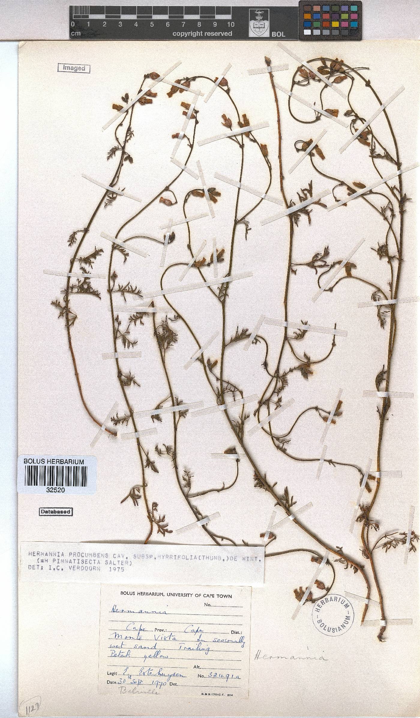 Hermannia procumbens subsp. myrrhifolia image