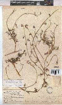 Hermannia procumbens image