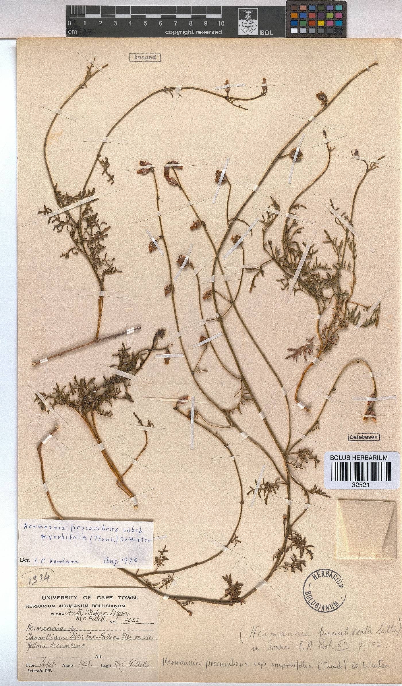 Hermannia procumbens subsp. myrrhifolia image
