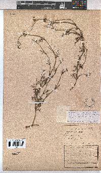 Hermannia procumbens subsp. myrrhifolia image