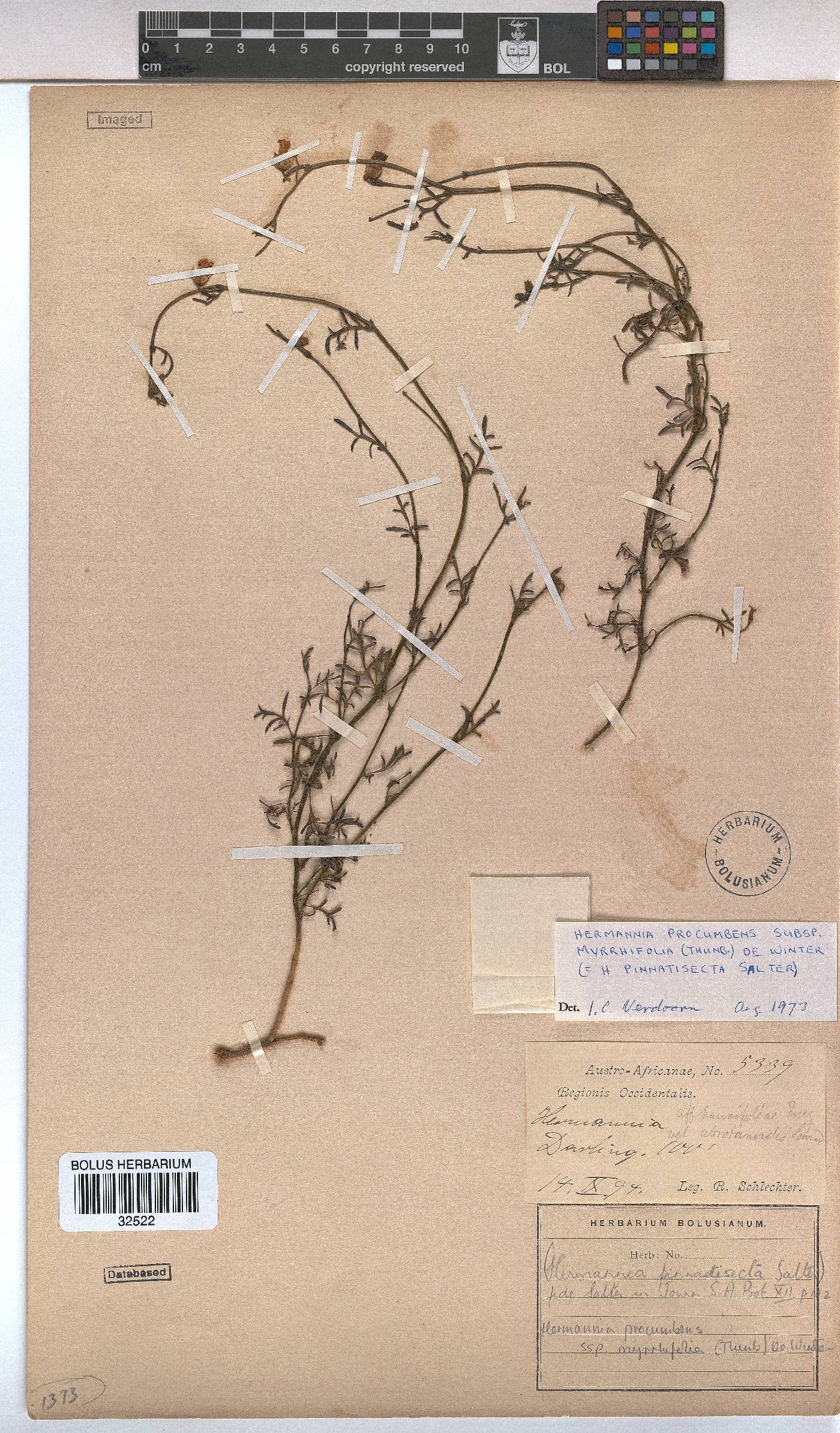 Hermannia procumbens image
