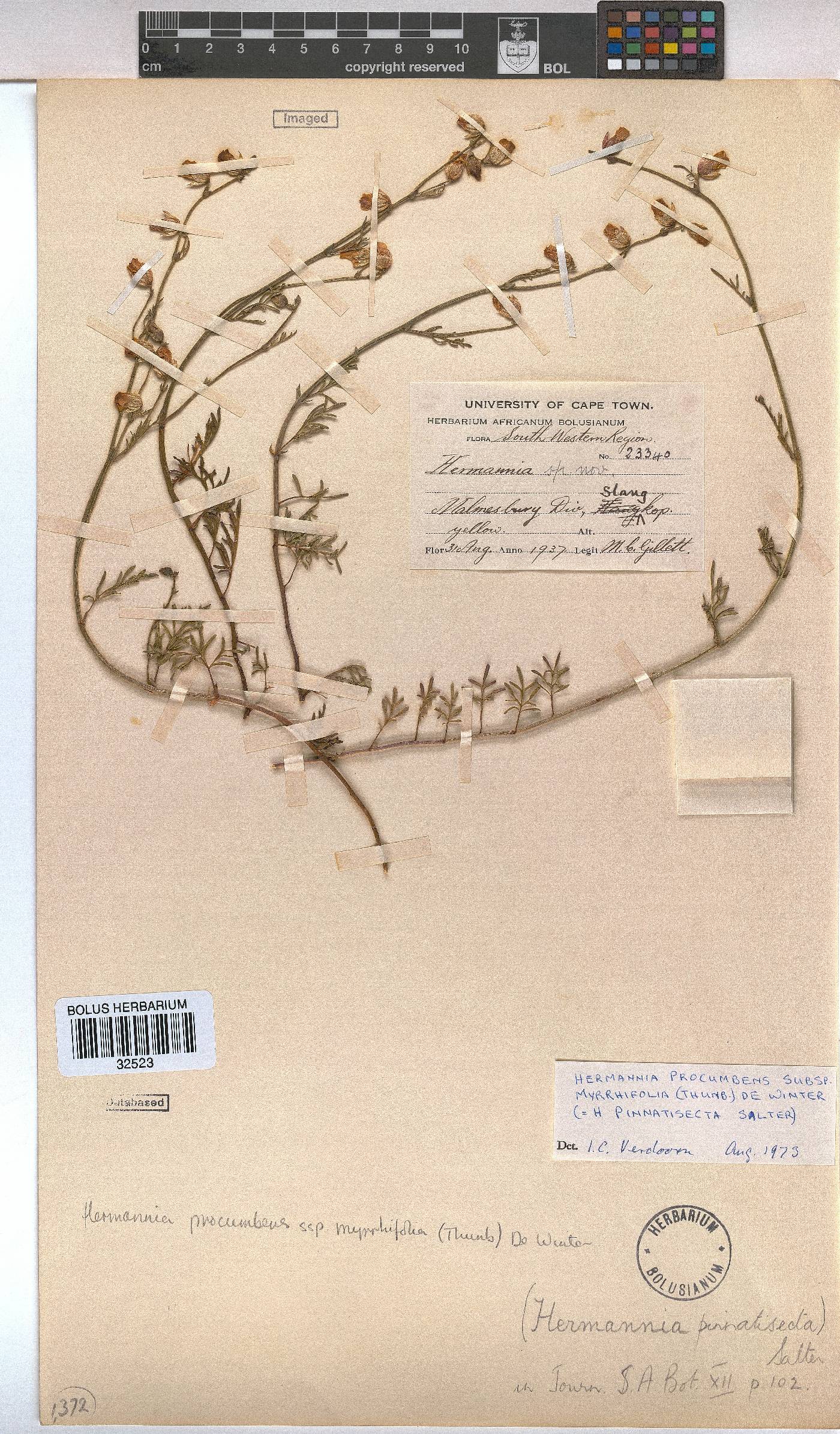 Hermannia procumbens subsp. myrrhifolia image