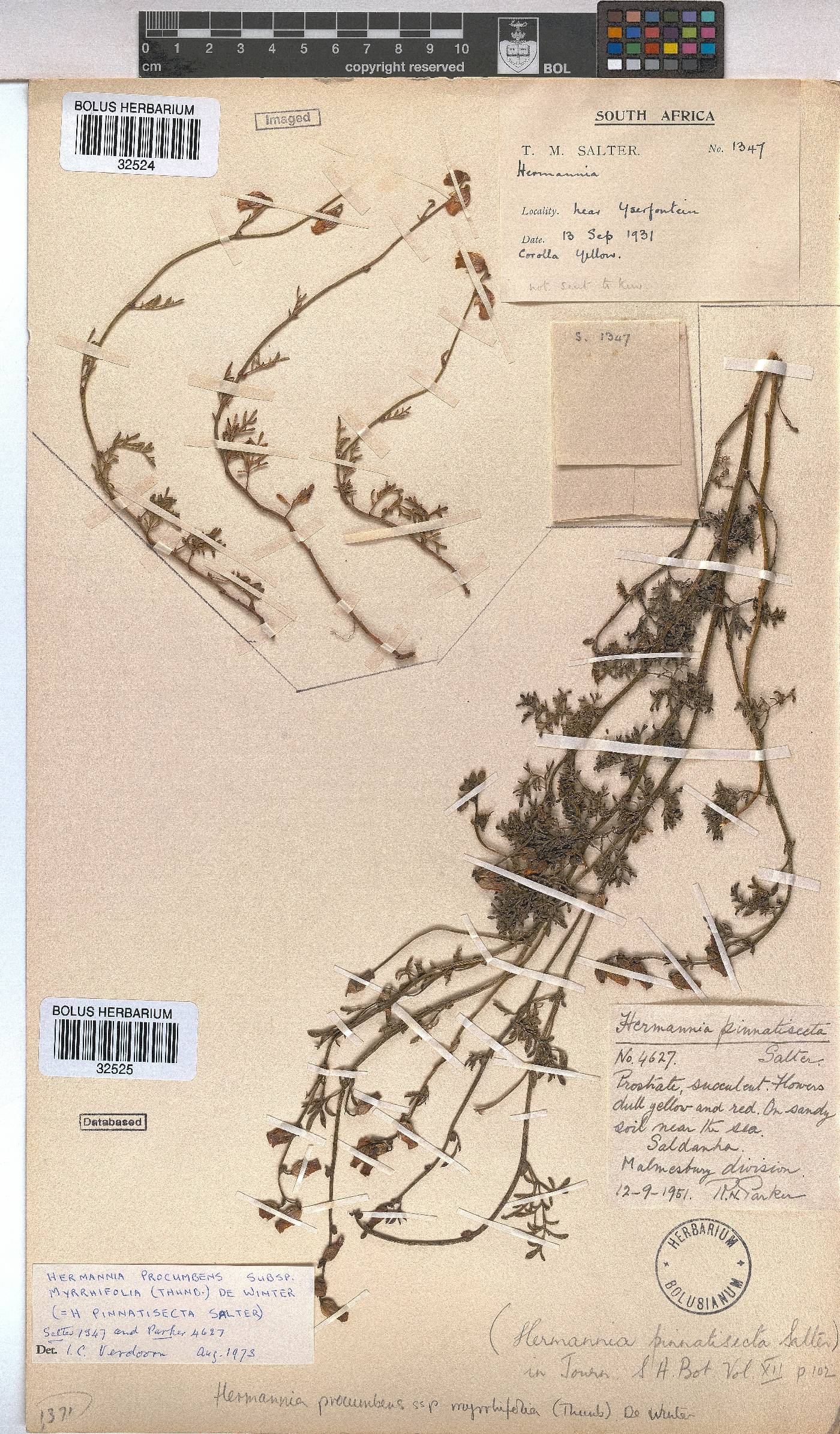 Hermannia procumbens subsp. myrrhifolia image