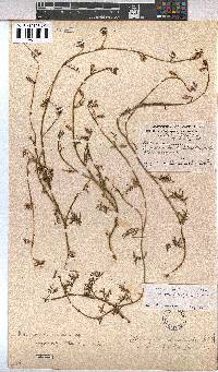 Hermannia procumbens image