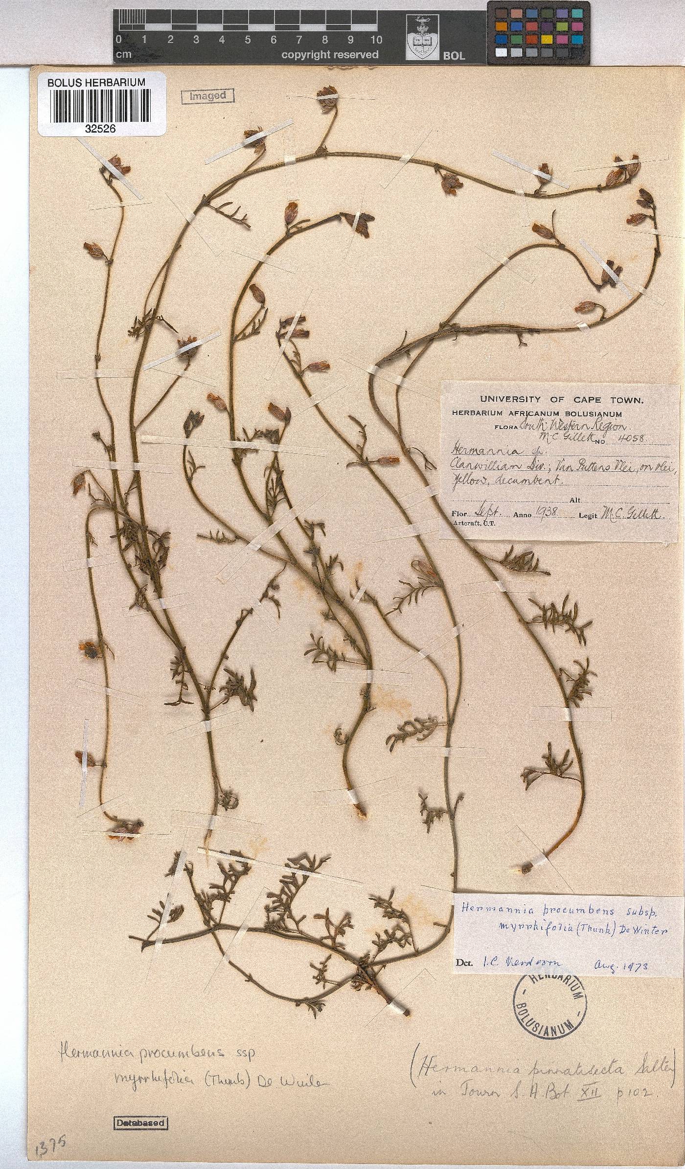 Hermannia procumbens subsp. myrrhifolia image