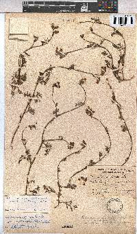 Hermannia procumbens image