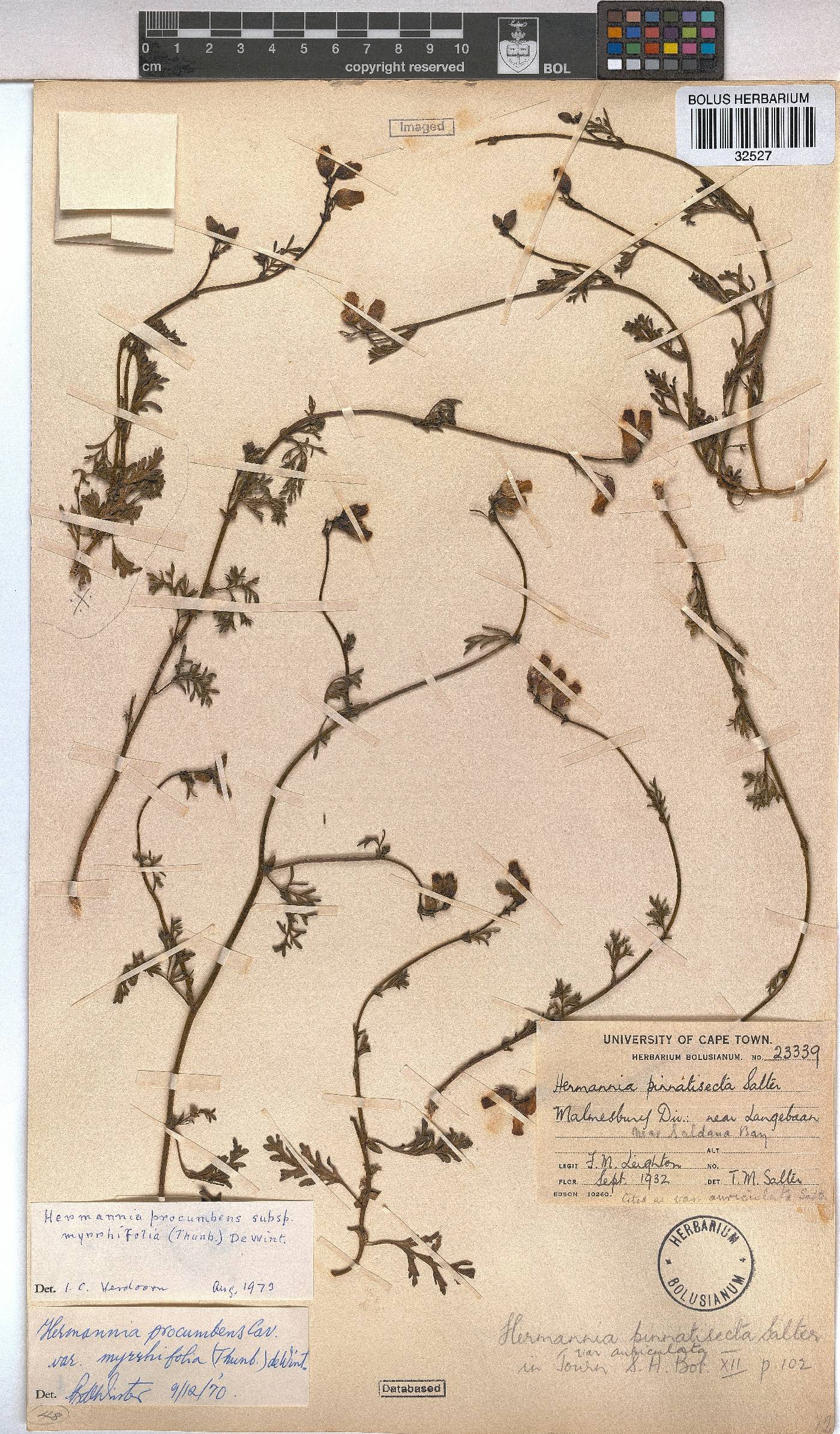 Hermannia procumbens subsp. myrrhifolia image