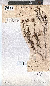 Hermannia rudis image