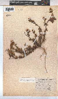 Hermannia rudis image