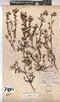 Hermannia rudis image