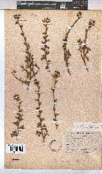 Hermannia rudis image
