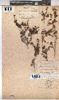 Hermannia rudis image