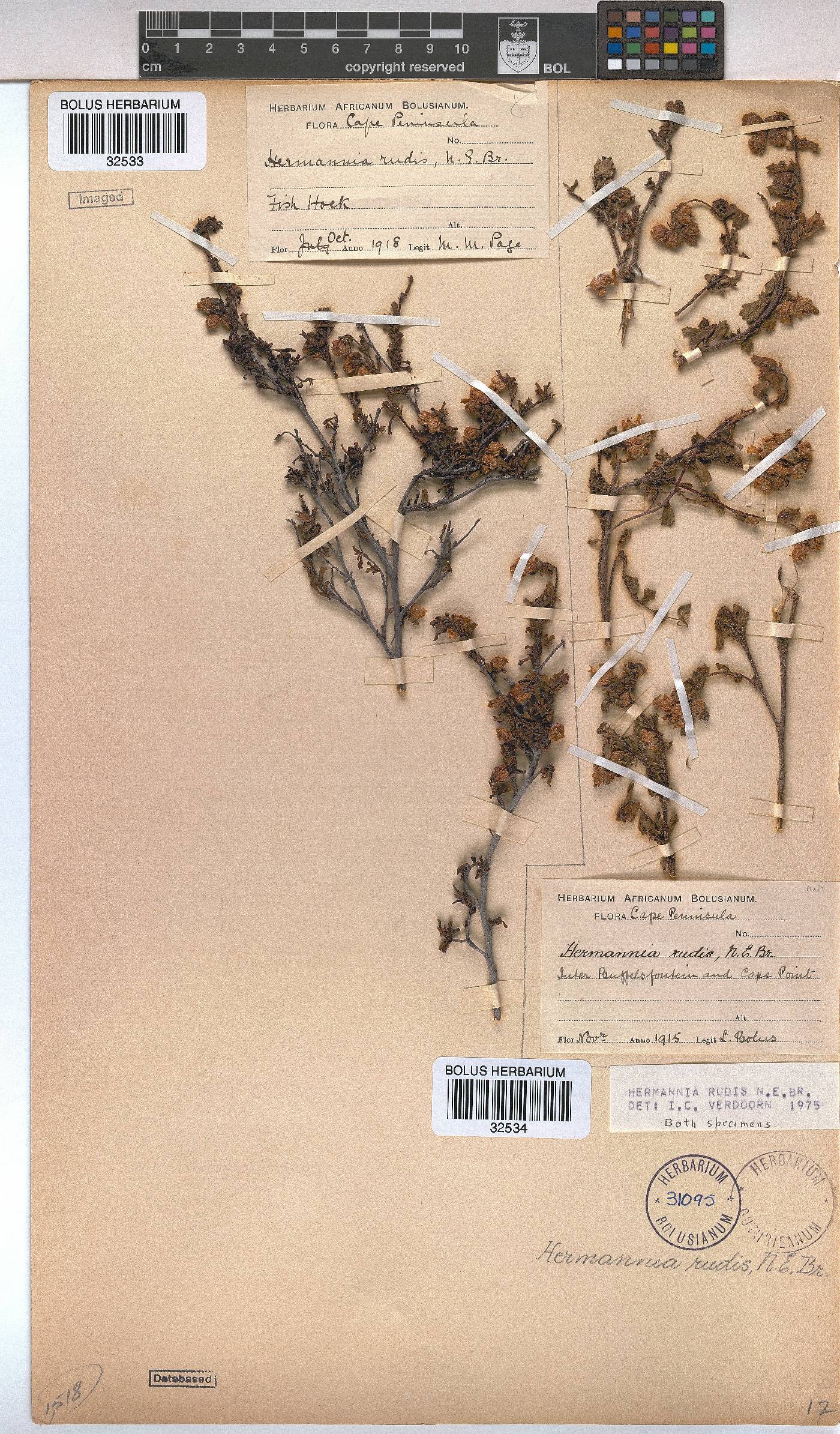 Hermannia rudis image