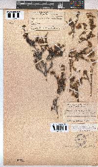 Hermannia rudis image