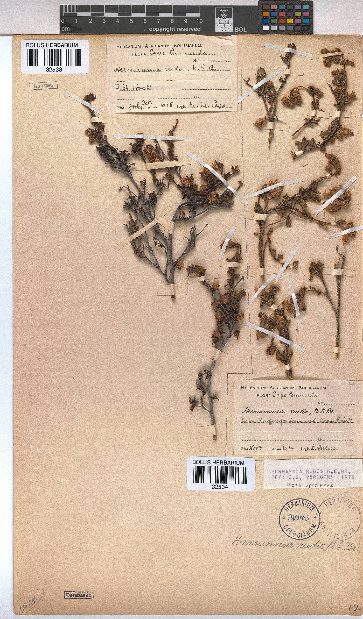 Hermannia rudis image