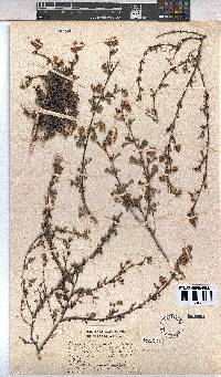 Hermannia rudis image