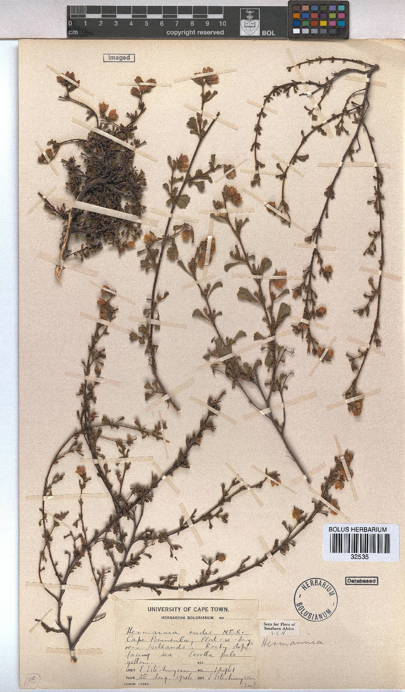 Hermannia rudis image