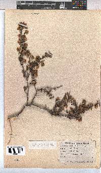 Hermannia rudis image