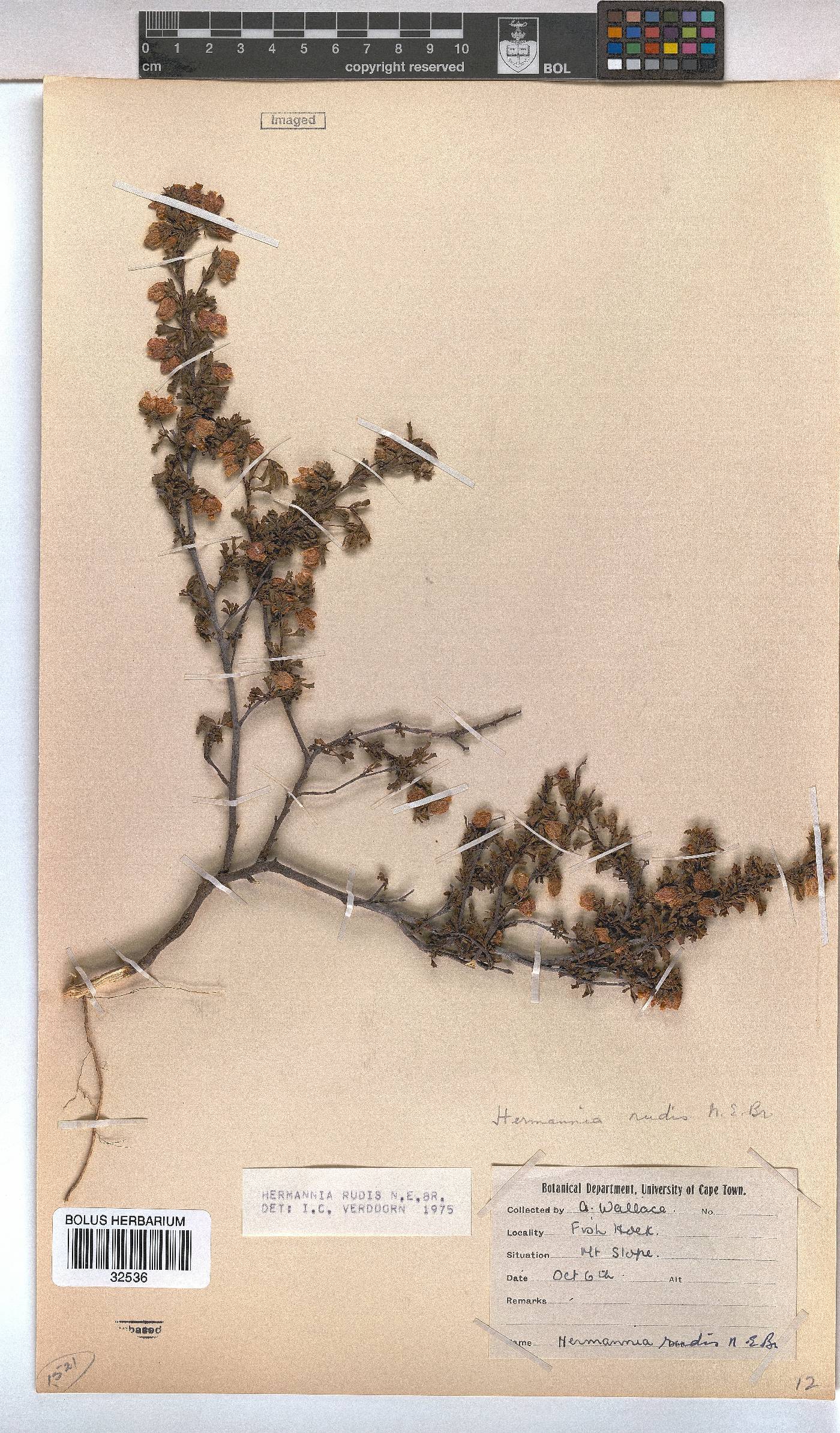 Hermannia rudis image