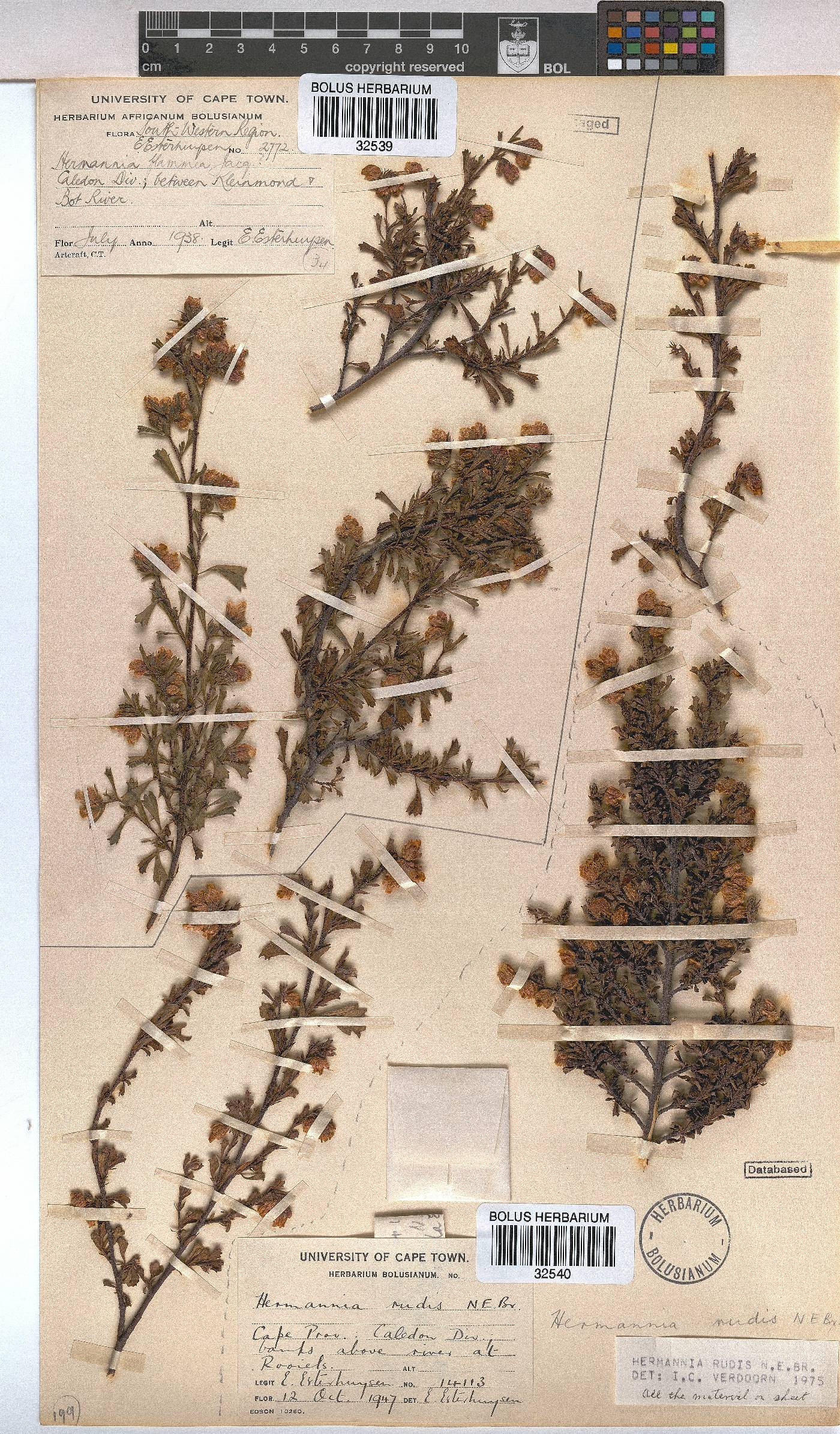 Hermannia rudis image